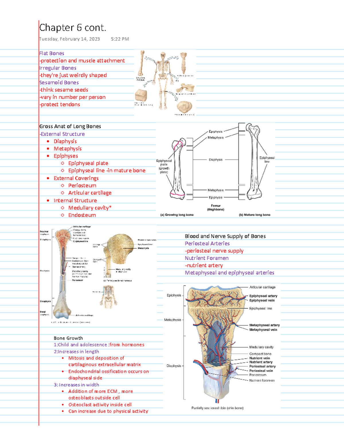 Ch 6 - bones - Flat Bones -protection and muscle attachment Irregular ...