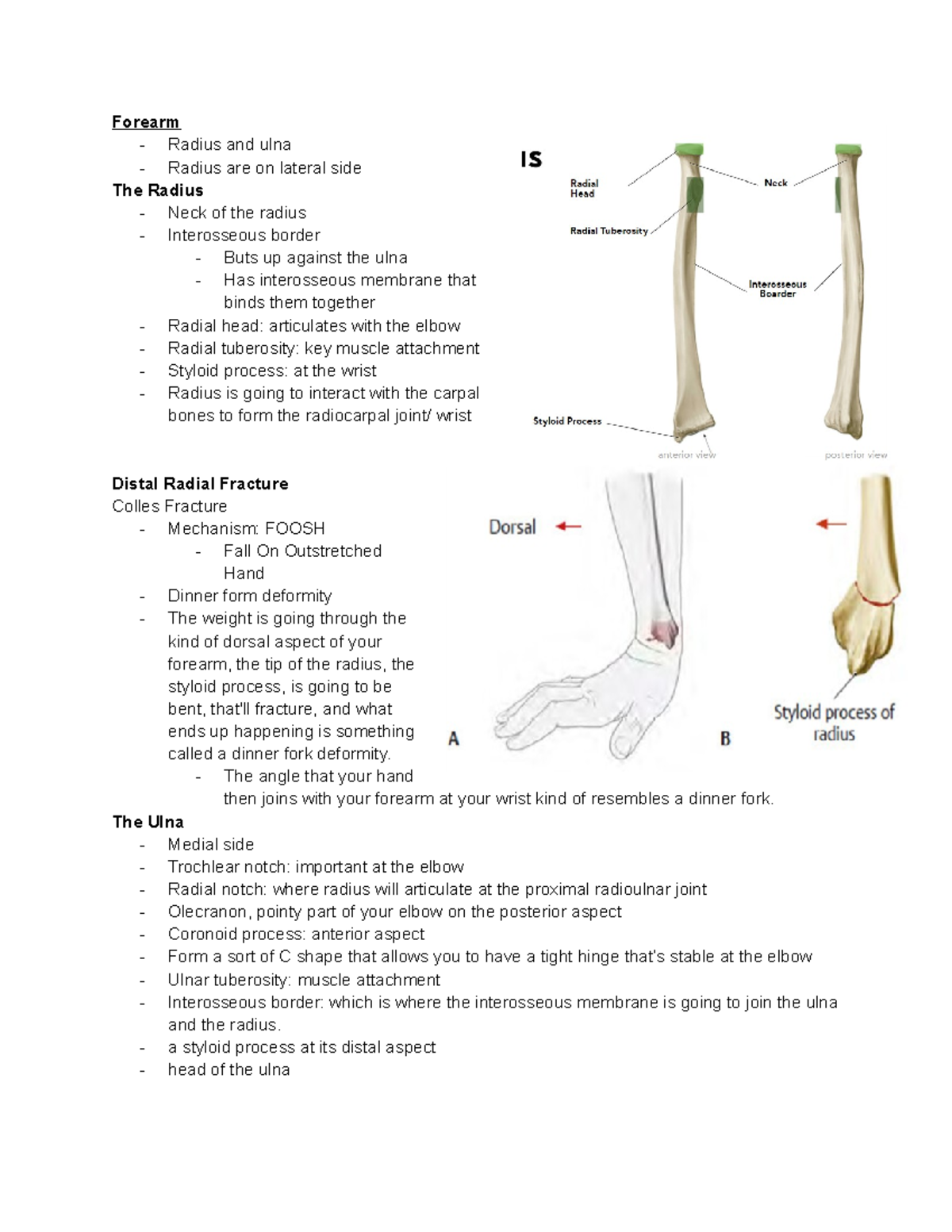 Week 7 Upper Limb (forearm to hand) - Forearm - Radius and ulna ...