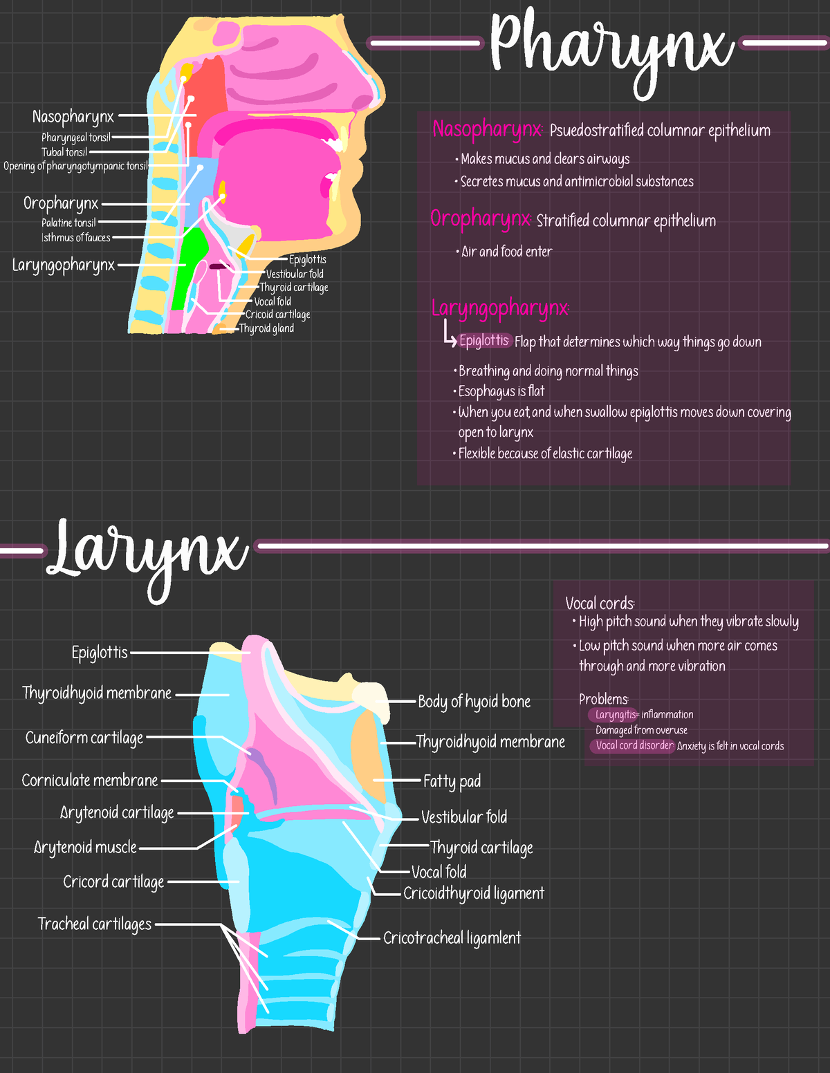 Pharynx and larynx - Nasopharynx Oropharynx Laryngopharynx Pharyngeal ...