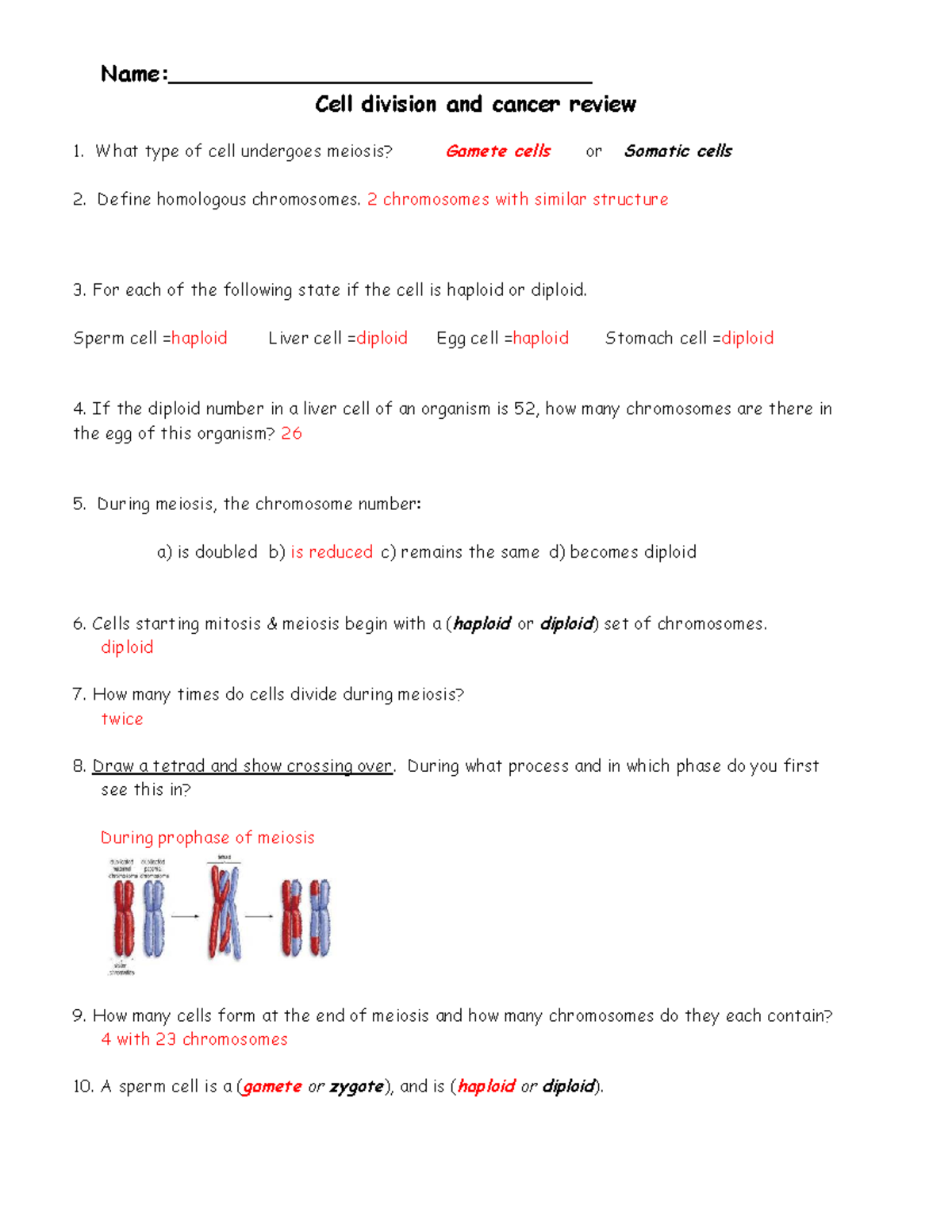 Cell Division And Cancer Review Sheet Answers Name