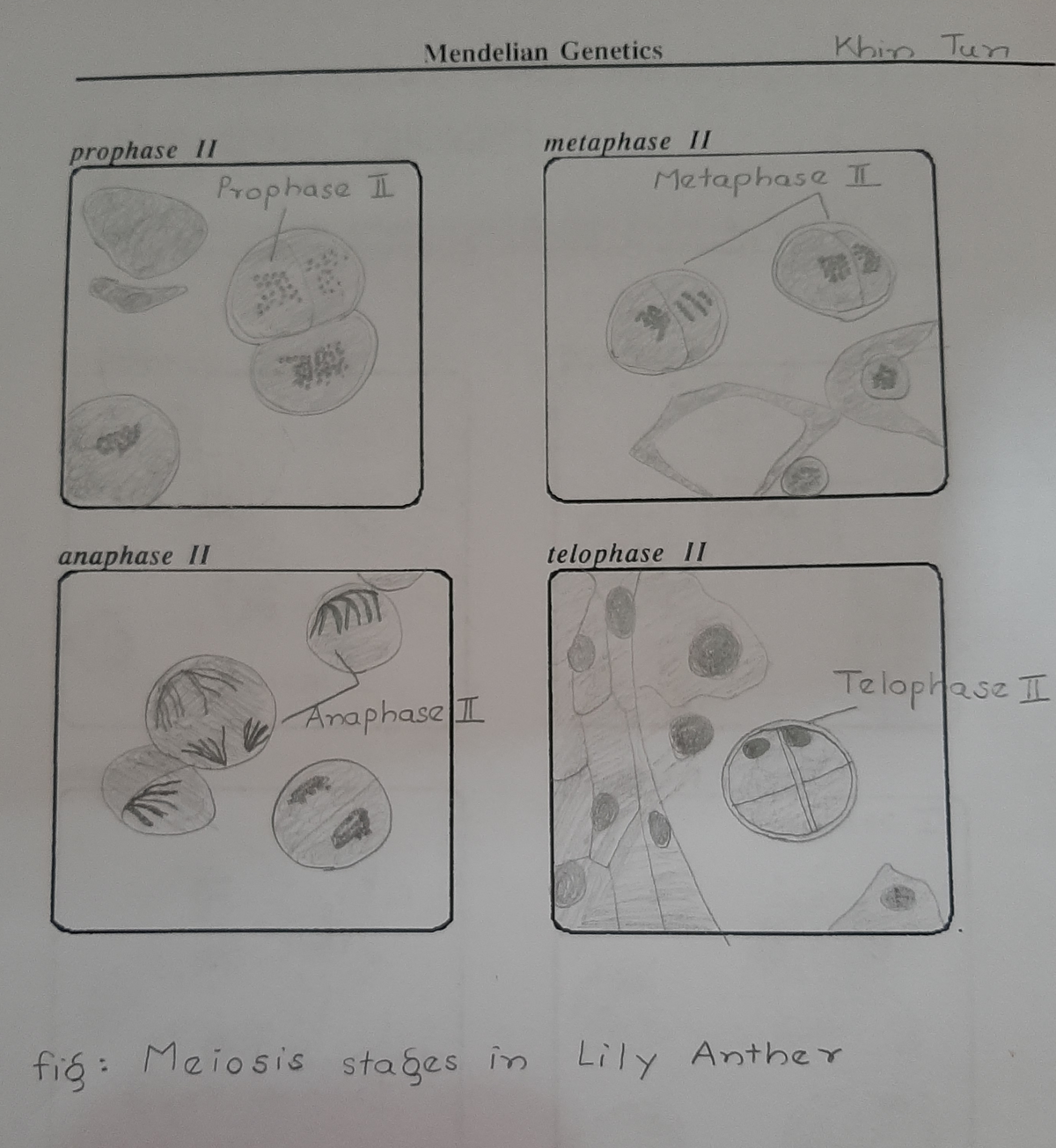 Meiosis cell in Lilly Anther 2 - BIOL 1001 - Mendelian Genetics Khin ...