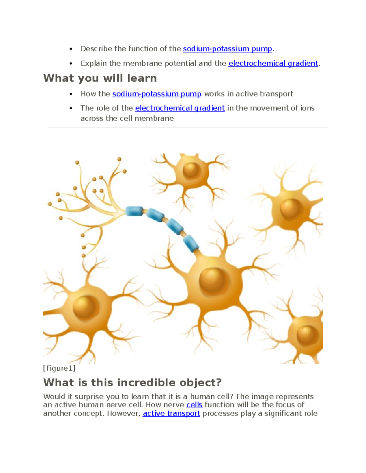 Biology study guide part 4 - Describe the function of the sodium ...
