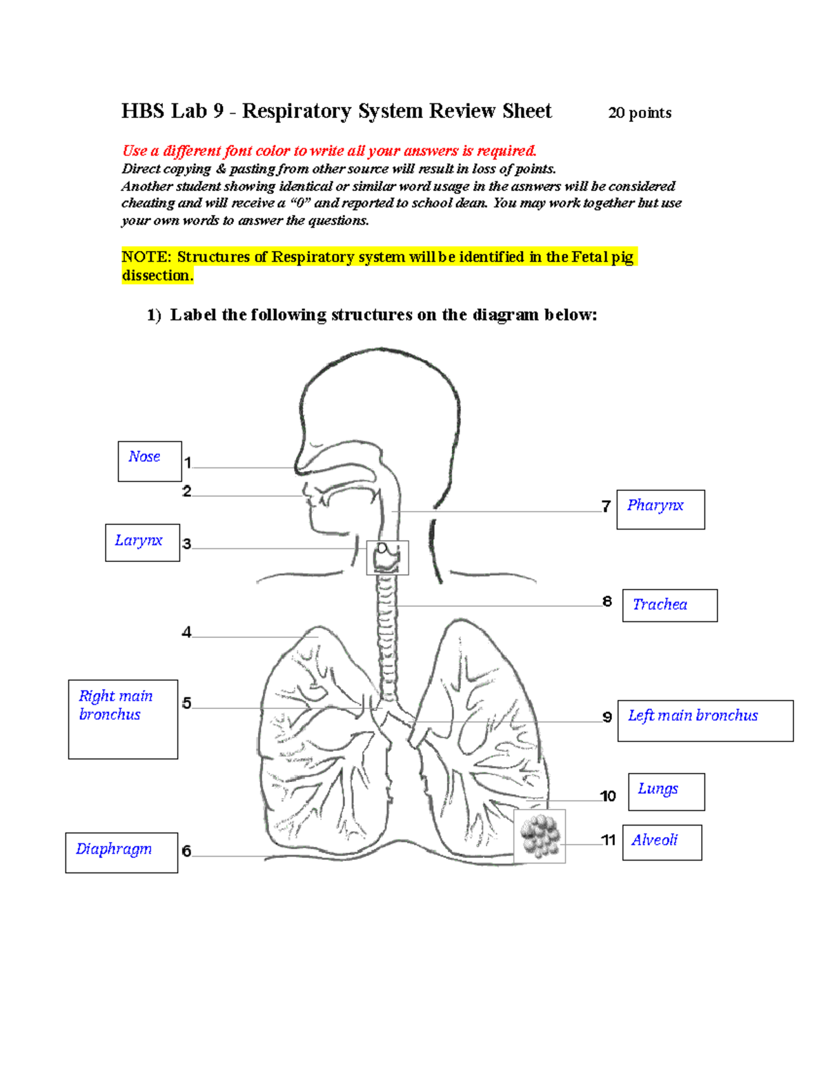 respiratory system assignment answers