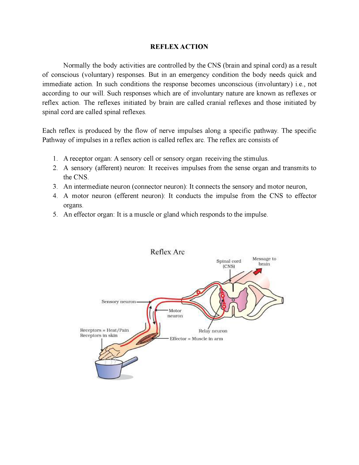 Reflex Action And Voluntary Action - REFLEX ACTION Normally The Body ...