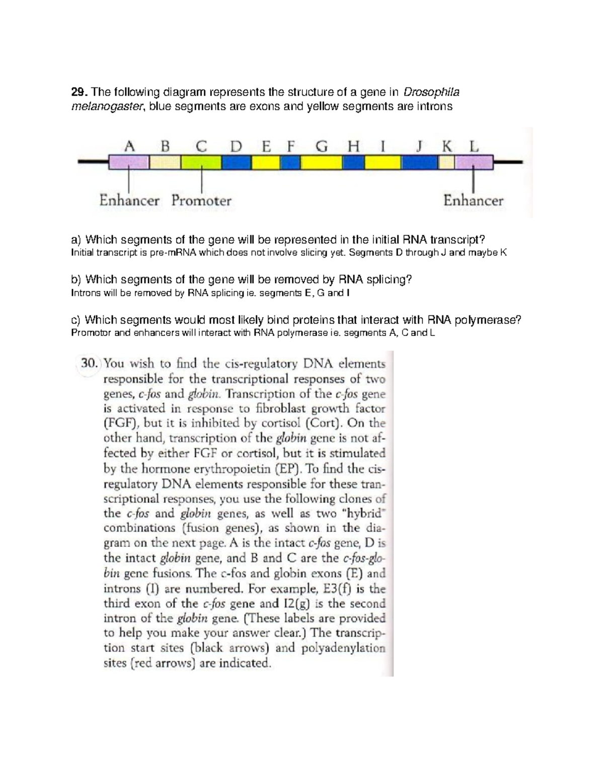 Gene Expression Answers 29. The following diagram represents the