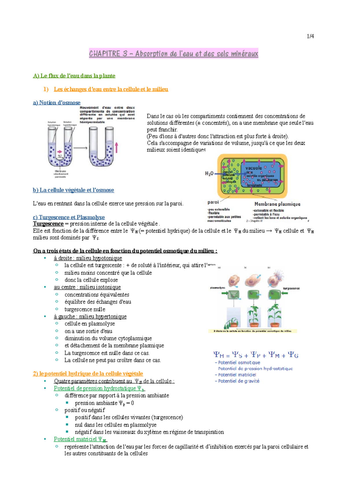 Absorption De L'eau Et Des Sels Minéraux - (Peu D'ions à D'autres Donc ...