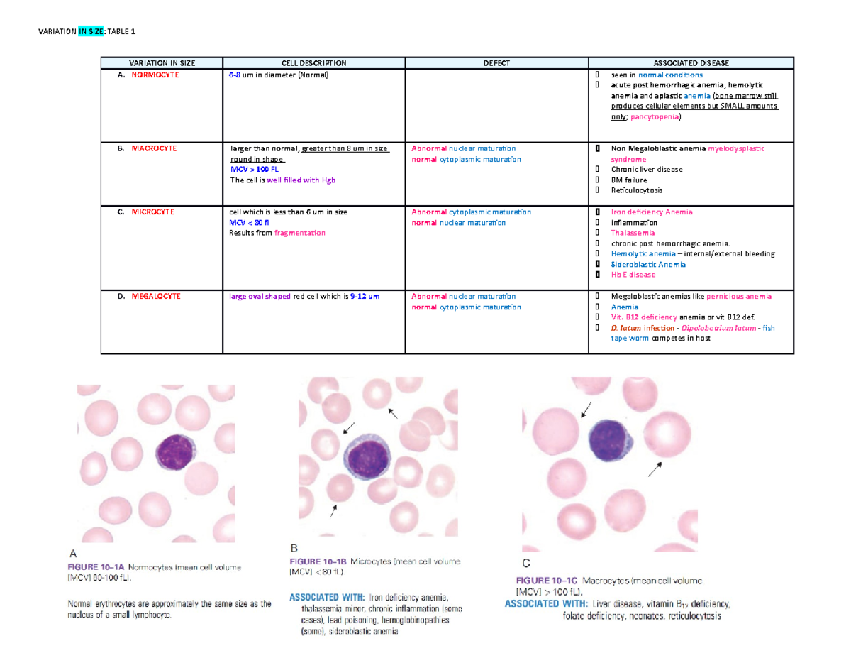 HEMA W10 - RBC Anomalies (Tables) - VARIATION IN SIZE: TABLE 1 ...