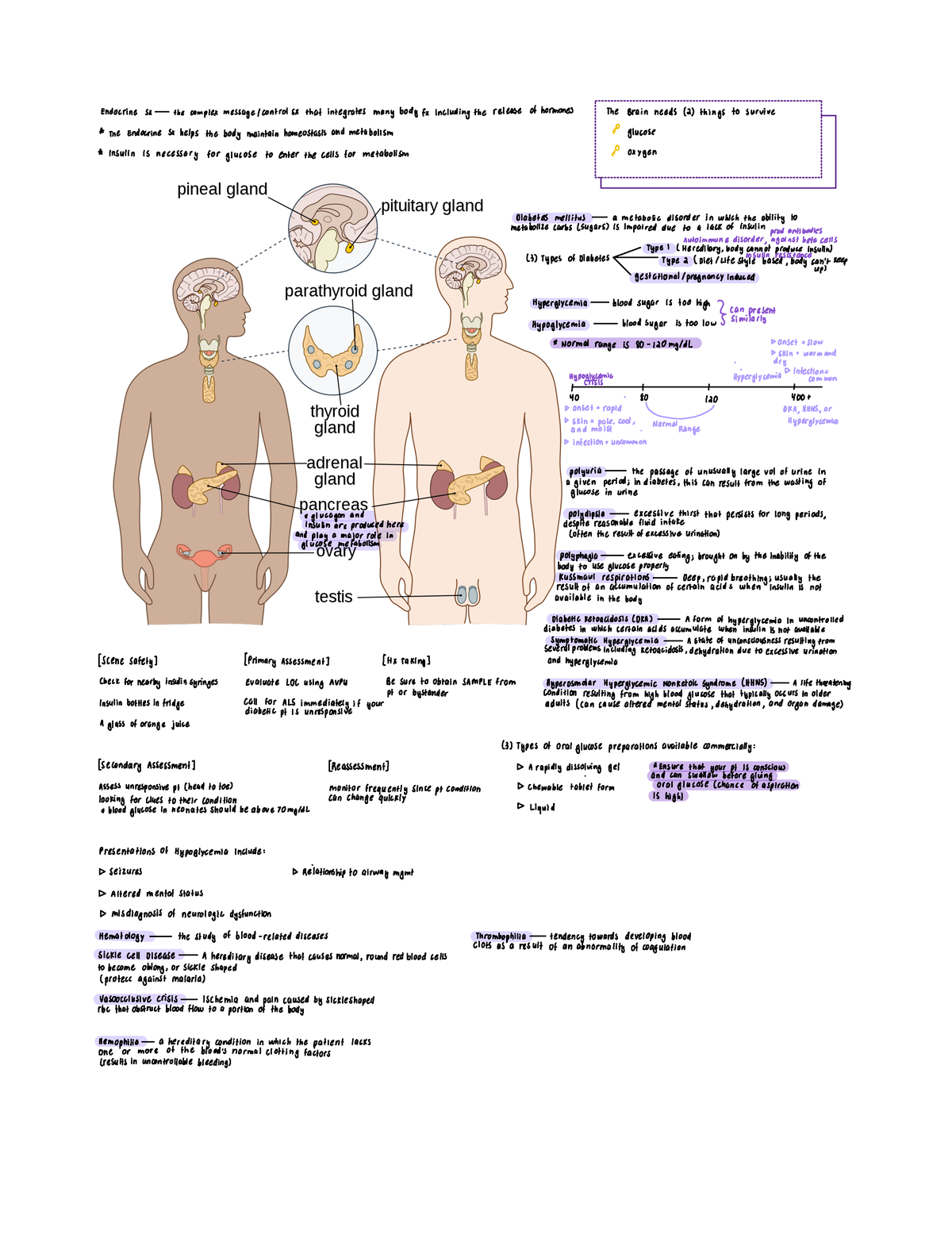 Chp 19 Endocrine And Hematologic Emergencies - Endocrines - Studocu