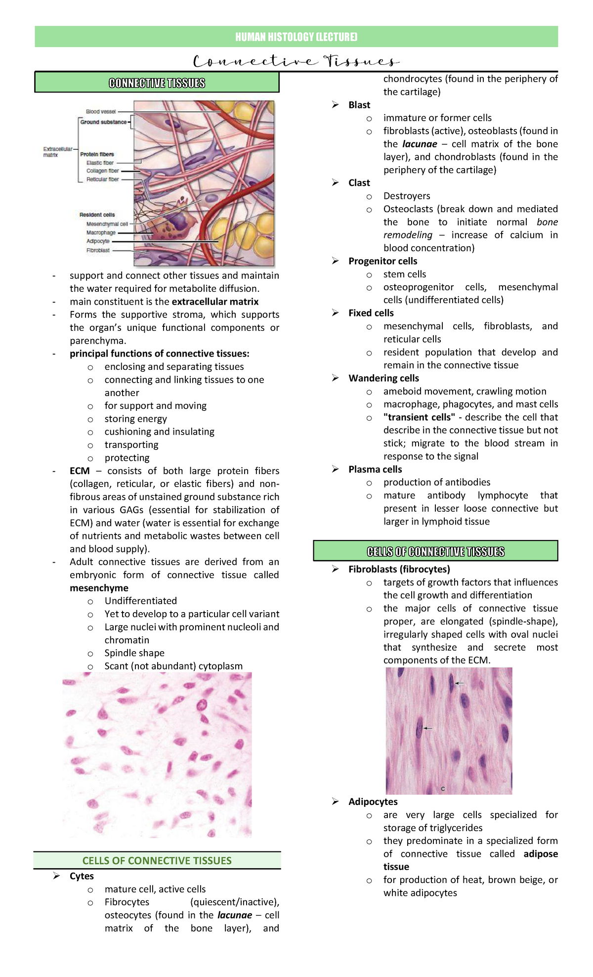 Lecture 3. Connective Tissues - support and connect other tissues and ...