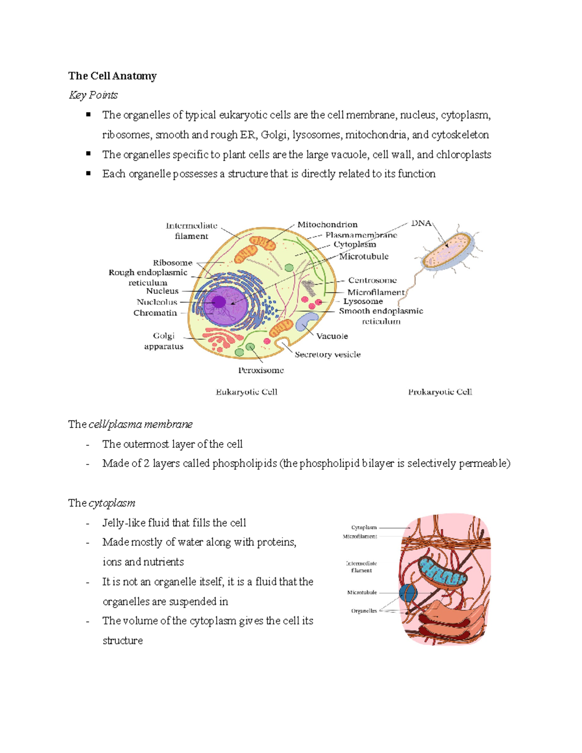 The Cell Anatomy Summary Biomolecules The Cell Anatomy Key Points