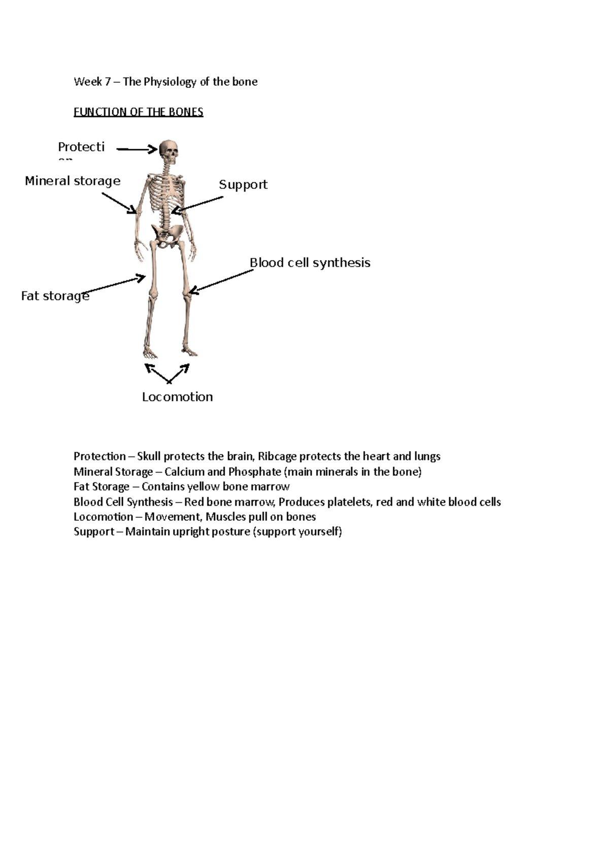 The Physiology of the bone - Week 7 – The Physiology of the bone ...