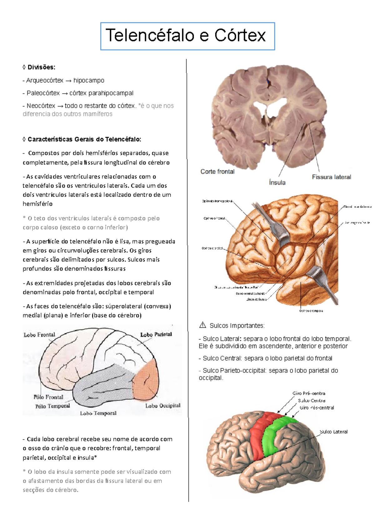 Anatomia - Telencéfalo e Córtex - Divisões: Arqueocórtex → hipocampo ...