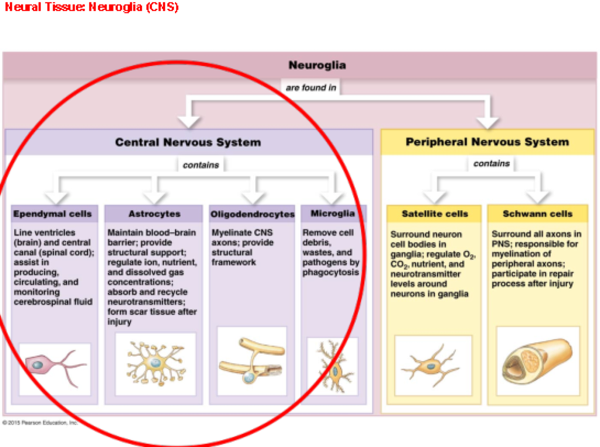 Central nervous system - Neural Tissue: Neuroglia (CNS) Neuroglia are ...