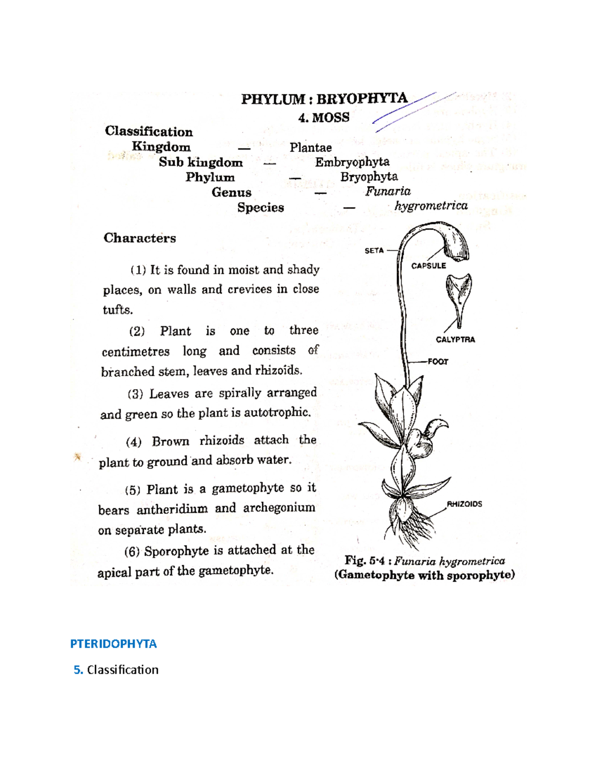 Bryophyta and Gymnosperms plants - PTERIDOPHYTA Classification Kingdom ...