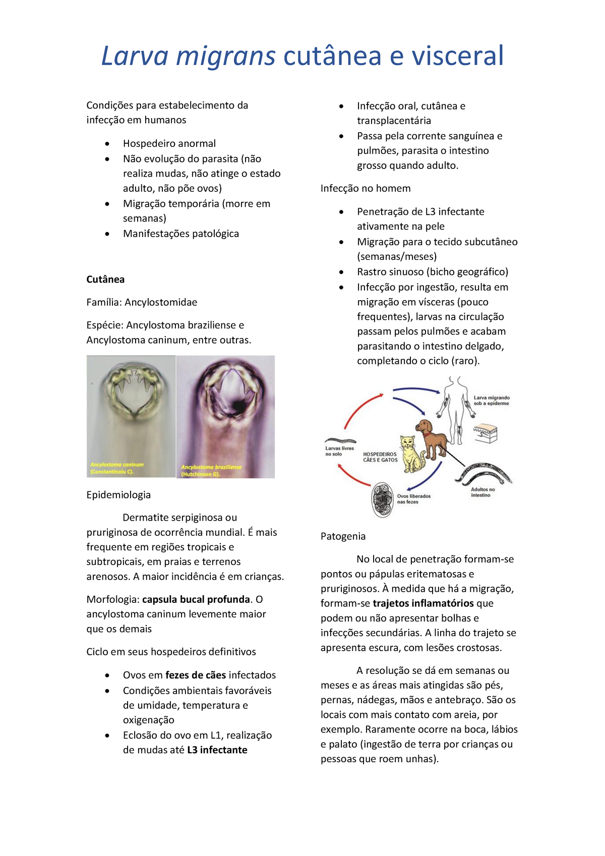 Larva Migrans Condi Es Para Estabelecimento Da Infec O Em Humanos Hospedeiro Anormal N O