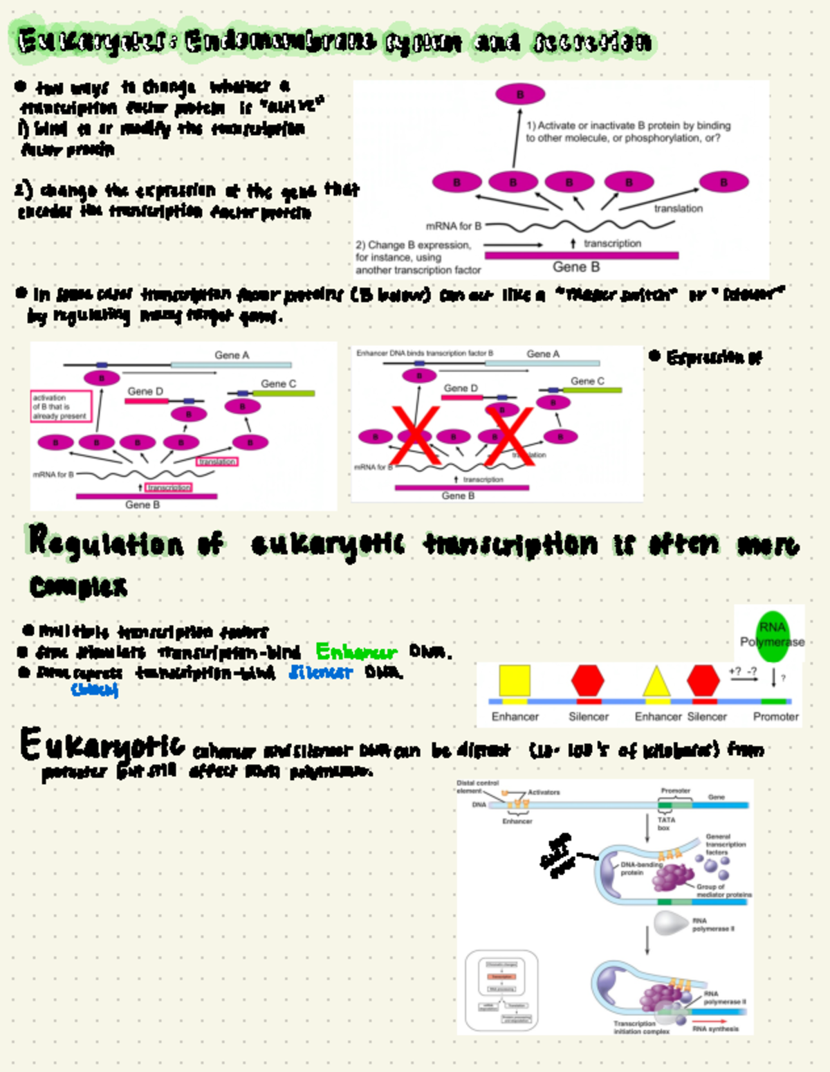 Eukaryotes: endomembrane system and secretion - Lecture Notes ...