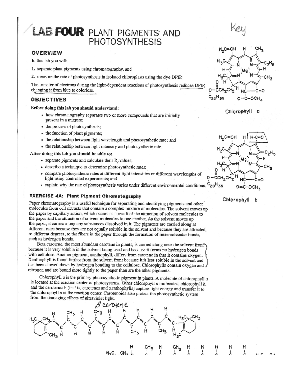 Photosynthesis Lab Virtual AP BIOLOGY LAB 4 PLANT PIGMENTS AND
