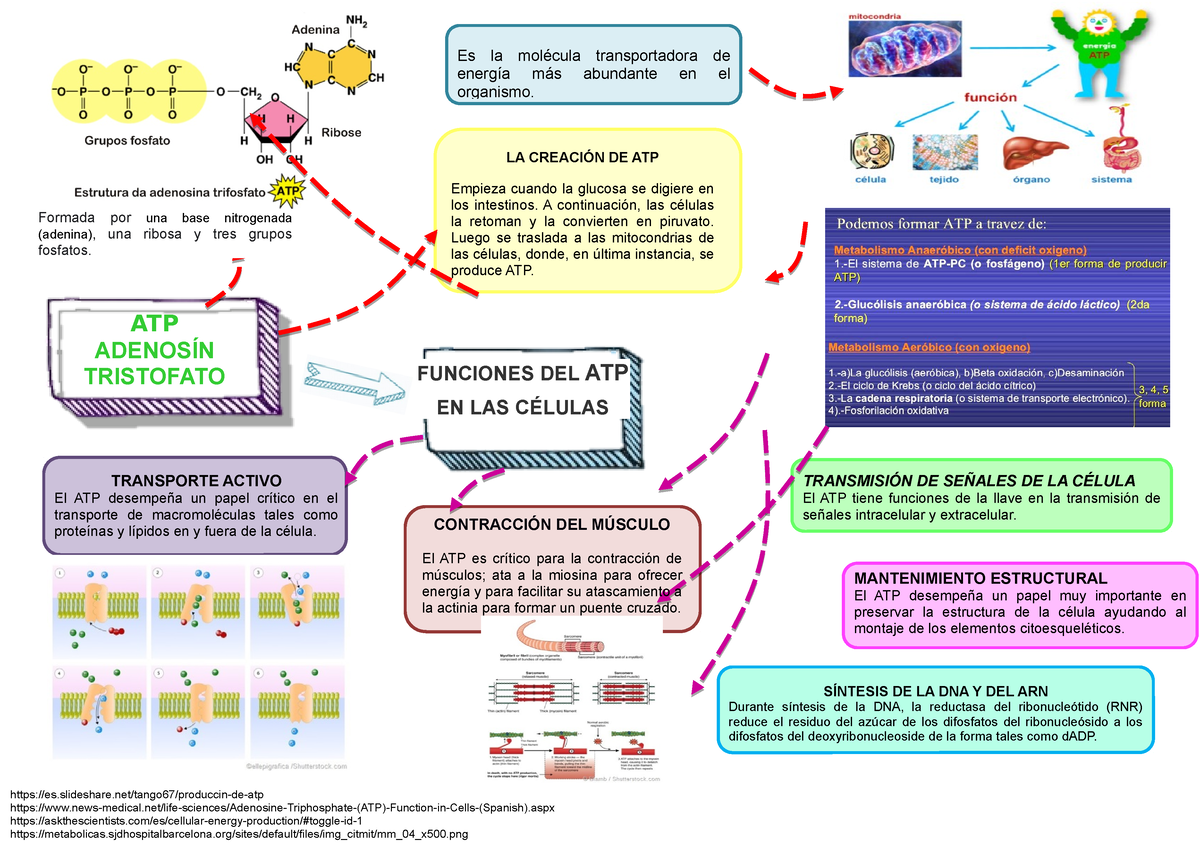 atp-mapa-mapa-conceptual-acerca-del-atp-transporte-activo-el-atp