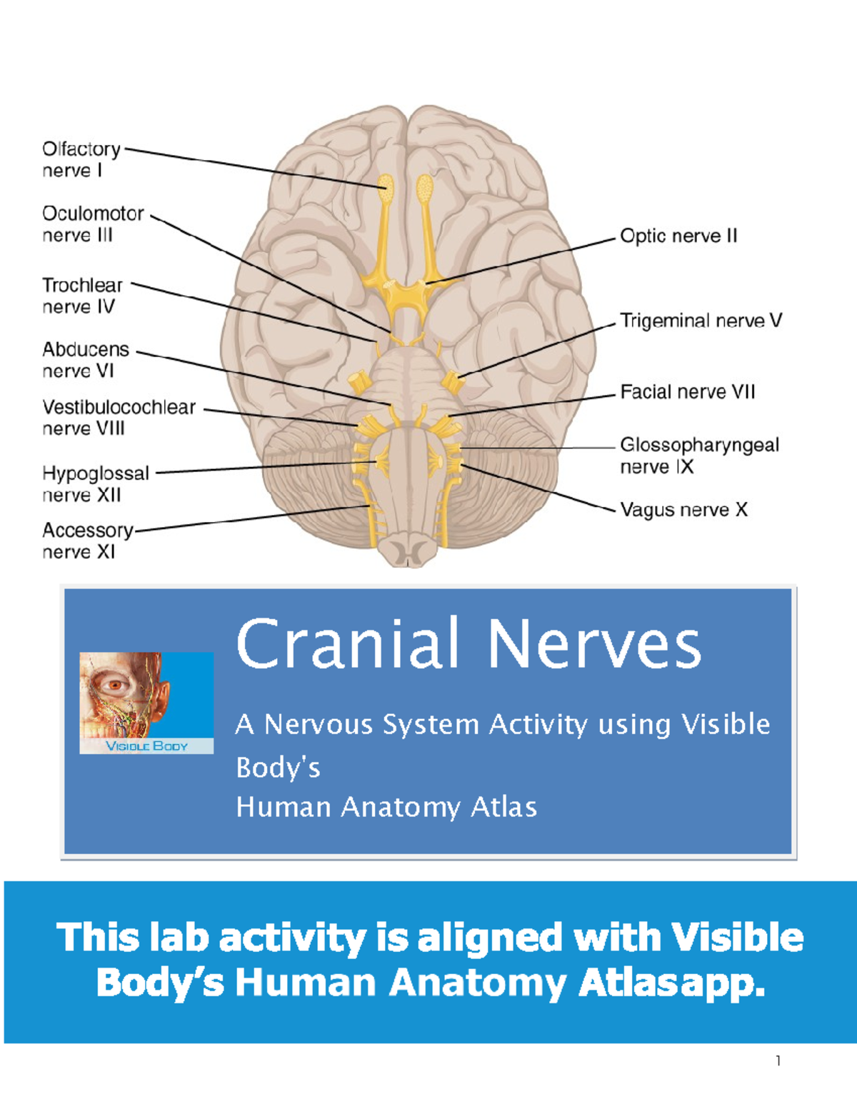 Lab 6 oct 26 nervous good study material. Easy to understand notes