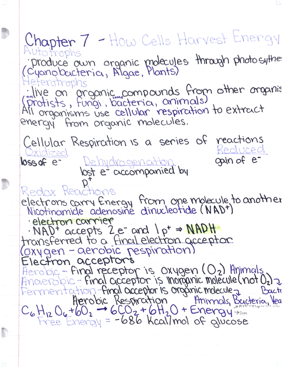 Chapter 6 - Energy And Metabolism - 20896 - Studocu