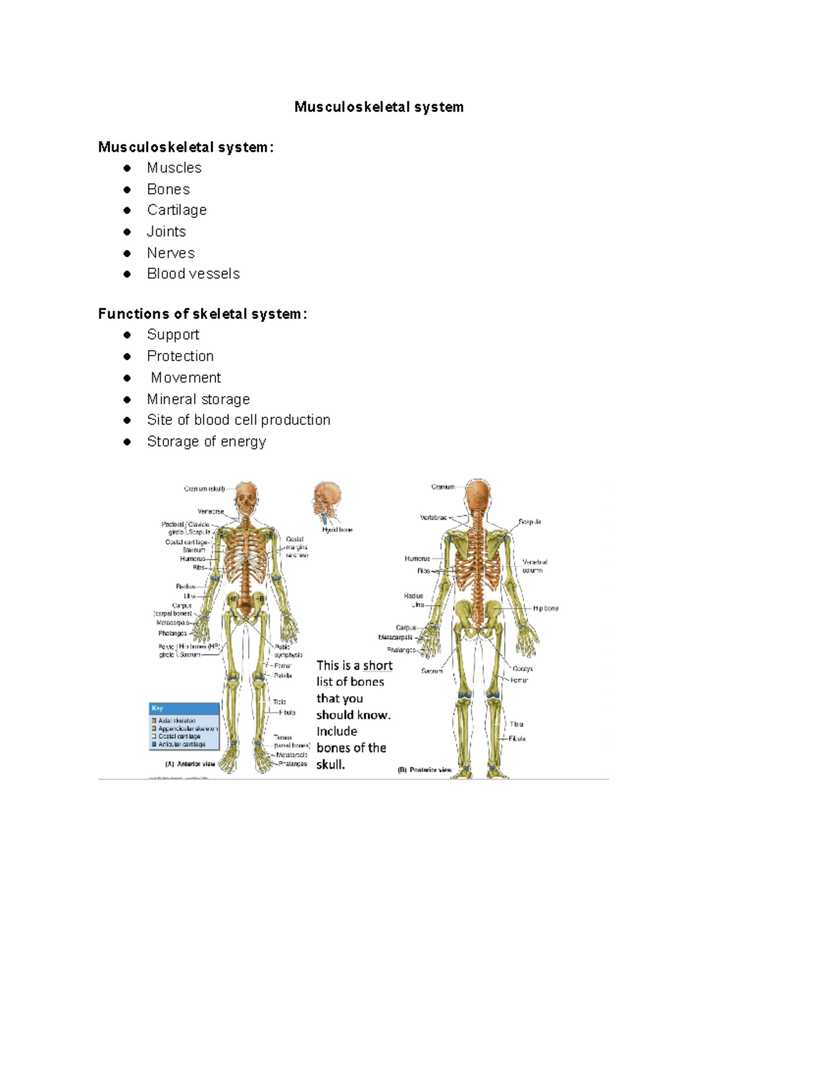 Anatomy exam 3 review - Musculoskeletal system Musculoskeletal system ...