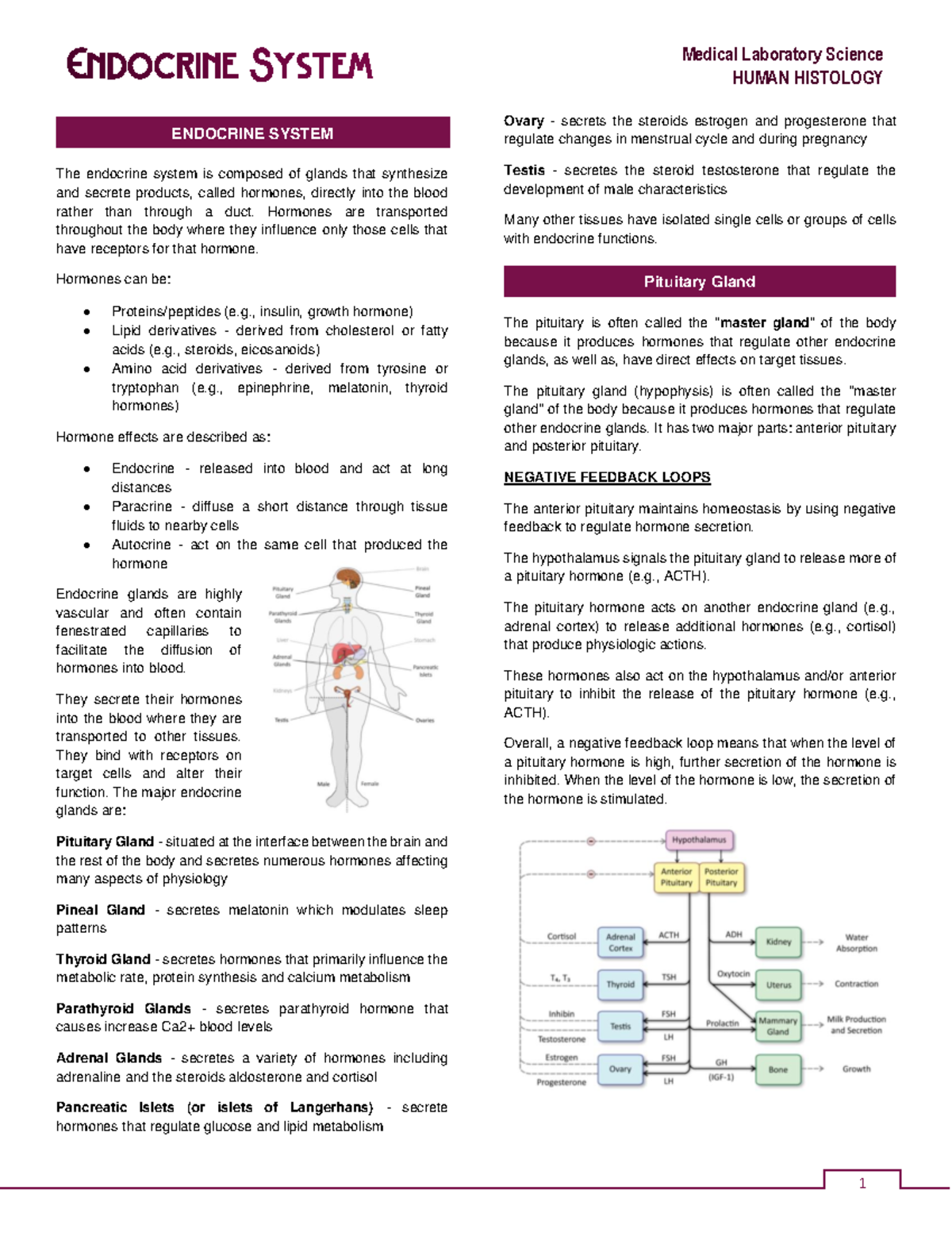 Module 8 - Endocrine System - Histology Guide Compiled Notes - HUMAN ...