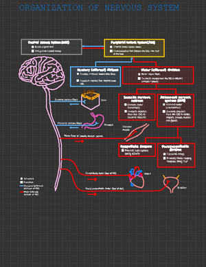 Chapter 10: Central Nervous System, Spinal Nerves, and Cranial Nerves ...
