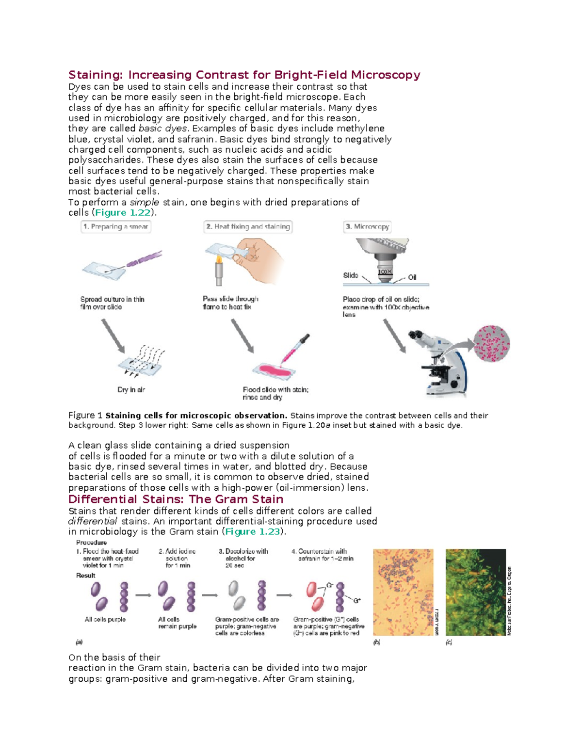Bacterial Staining Techniques - Staining: Increasing Contrast for ...