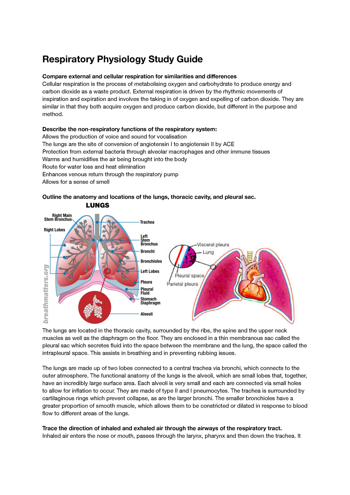 Respiratory Physiology Overview - Respiratory Physiology Study Guide ...