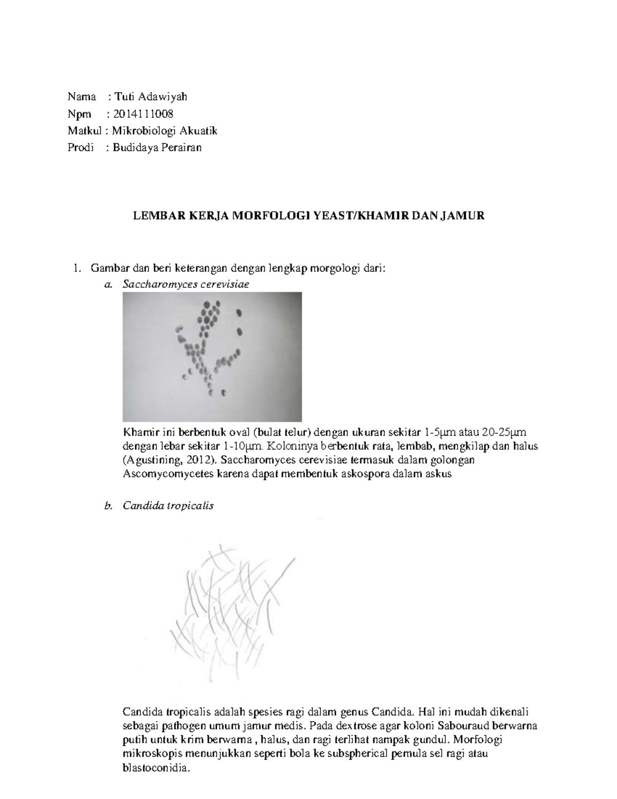 Tuti Adawiyah LK Morfologi Khamir Dan Jamur - Nama : Tuti Adawiyah Npm ...