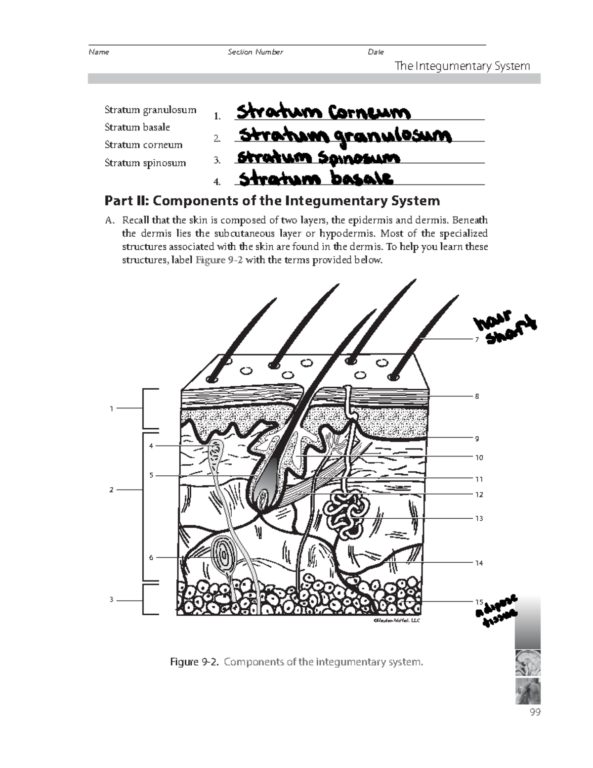 Lab 9 - Lab 9 A&P1 Pearson Study guide labeled - The Integumentary ...