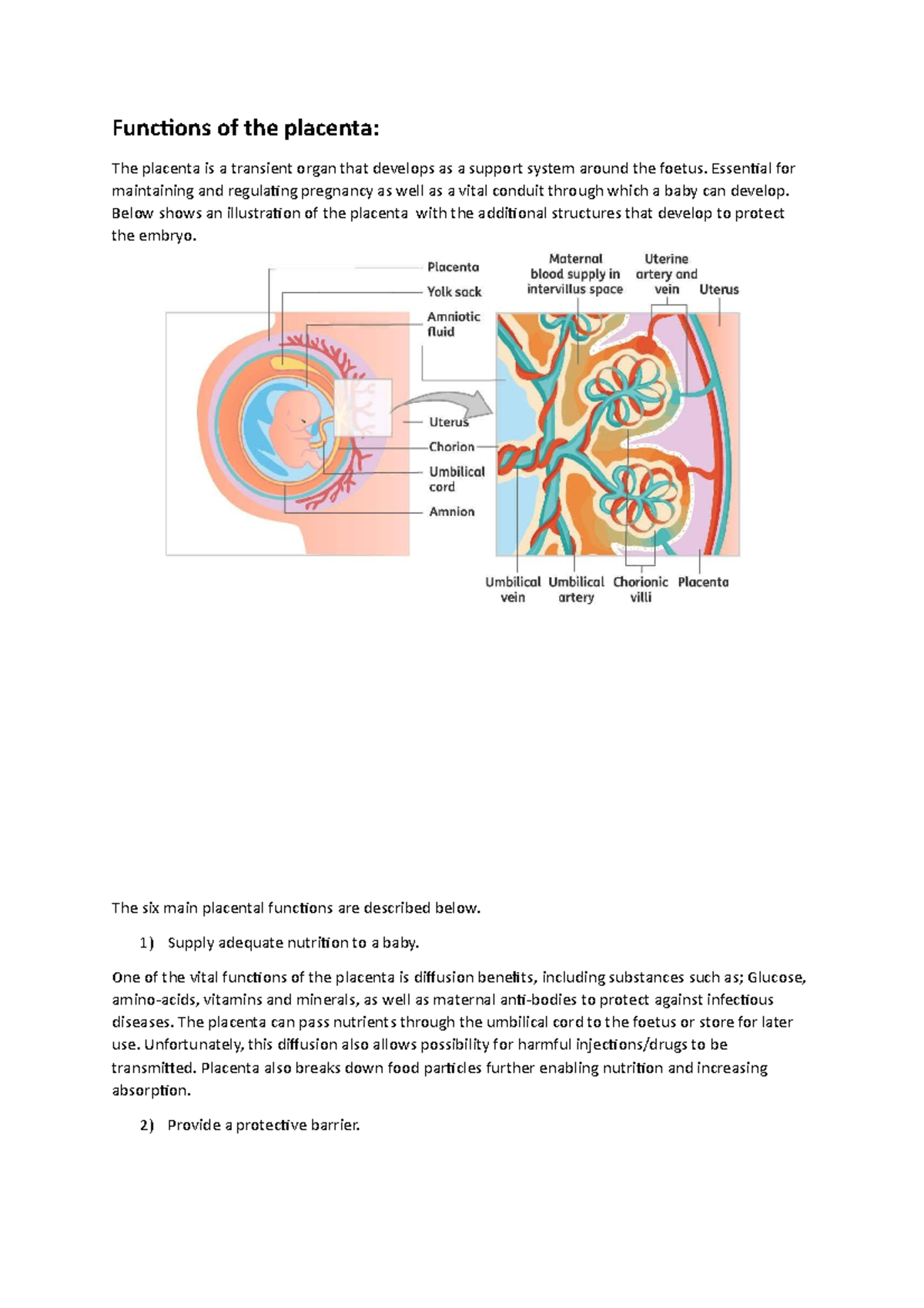 Functions Of The Placenta - Funcions Of The Placenta: The Placenta Is A ...