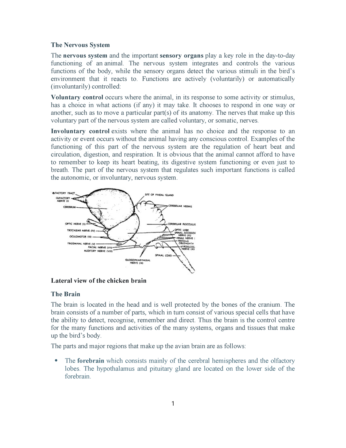 Nerveous System - This is my university notes - The Nervous System The ...