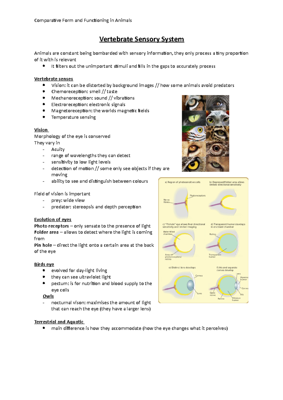 Vertebrate Sensory Systems - Perception - notes - Comparative Form and ...