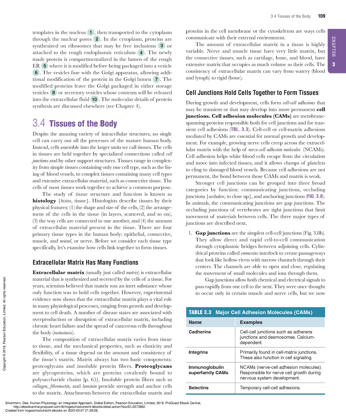 Human Physiology An Integrated Approach Chapter 3 - CHAPTER 3 3 Tissues ...