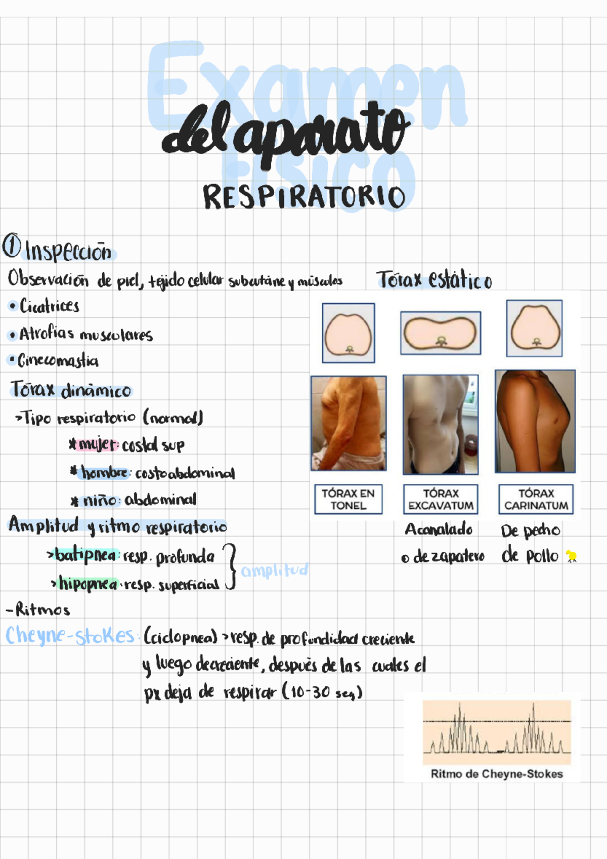 Exploración tórax - Resumen - xame delaparato RESPIRATORIO 1 Inspección ...