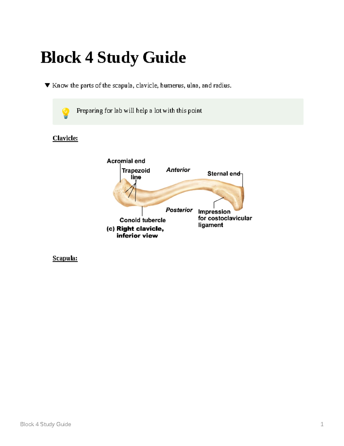 Block 4 Study Guide - Block 4 Study Guide Know the parts of the scapula ...