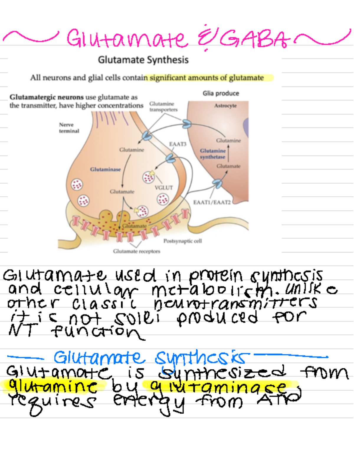 Glutamate And GABA - ~ Glutamate 8 - Glutamate used in protein ...