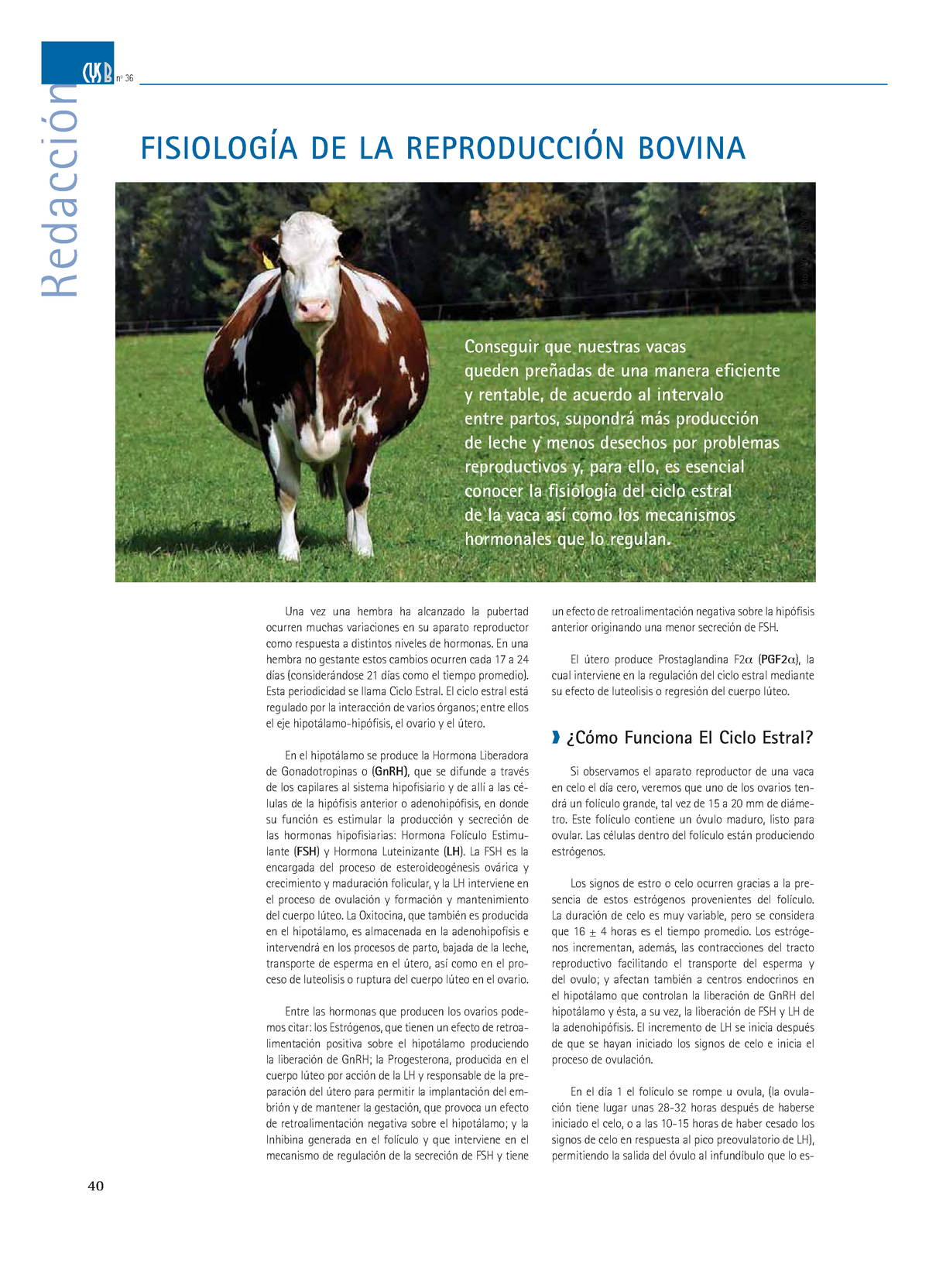 Ciclo Estral 2 Bovino Nº 36 40 FisiologÍa De La ReproducciÓn Bovina Una Vez Una Hembra Ha 4358