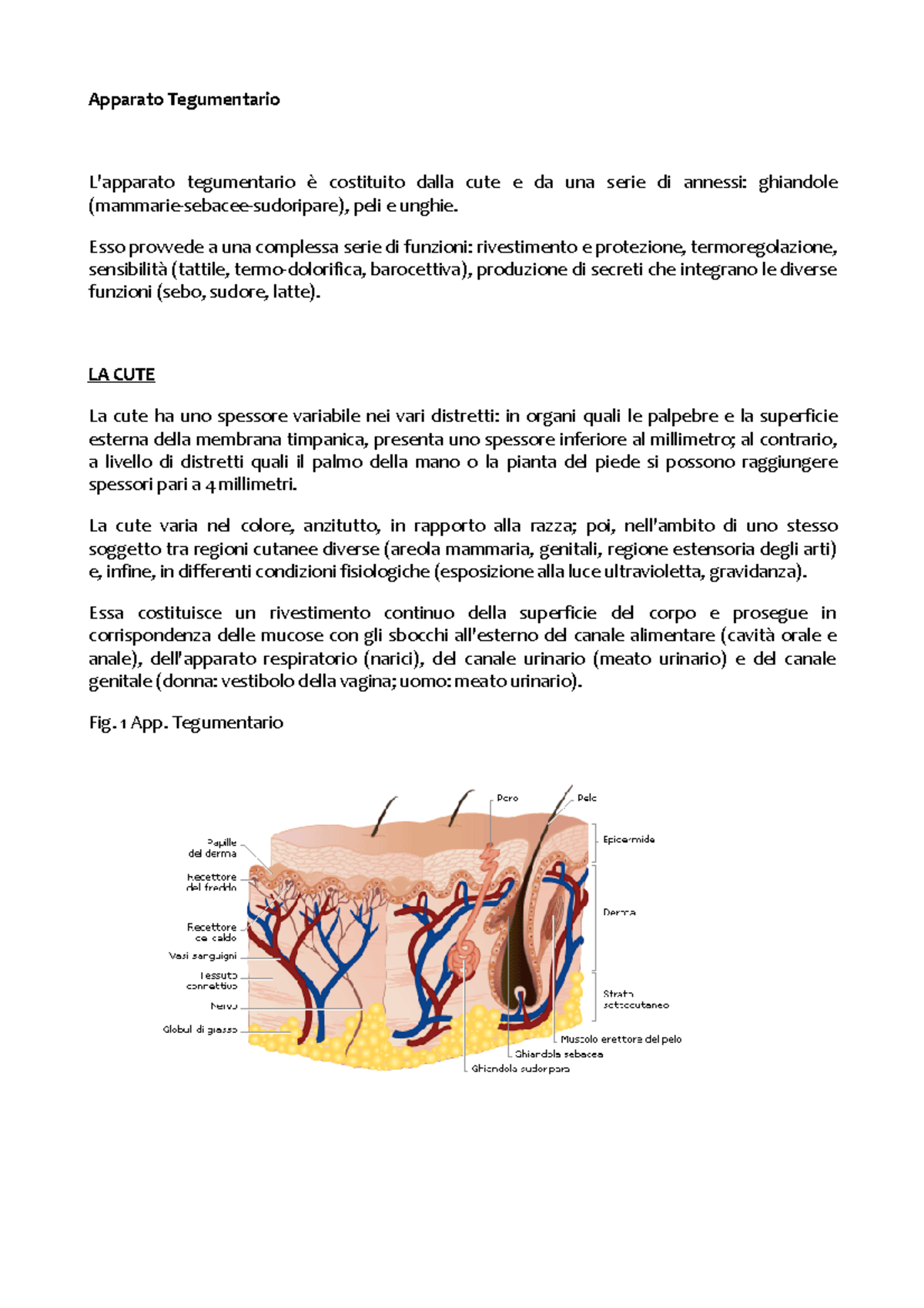 cos è l apparato tegumentario