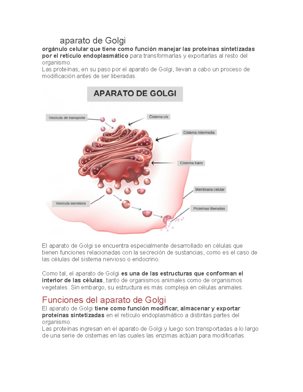 Aparato de Golgi - Apuntes 1 - aparato de Golgi orgánulo celular que ...