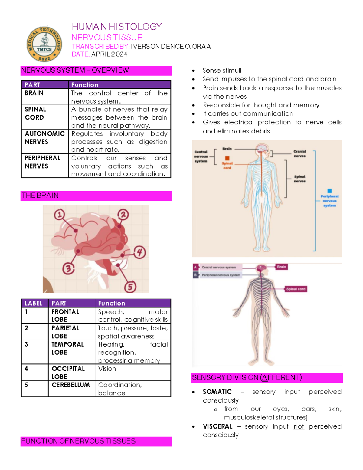 Histology - Midterms - Lecture notes - HUMA N HISTOLOGY NERVOUS TISSUE ...