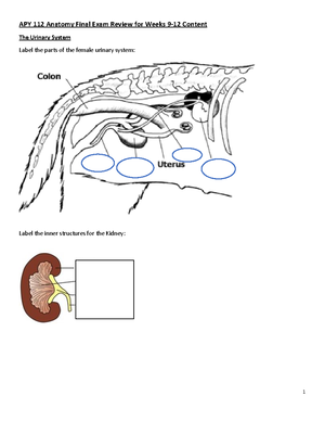Urinary Notes - Learning Objectives List and describe the functions of ...
