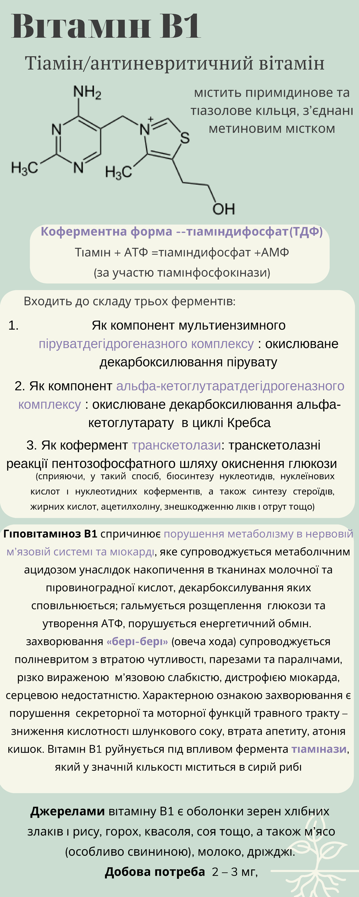 Вітамін B1 - Будова, функції, властивості вітамінів - КBф5D@5AFA4 фBD@4 ...