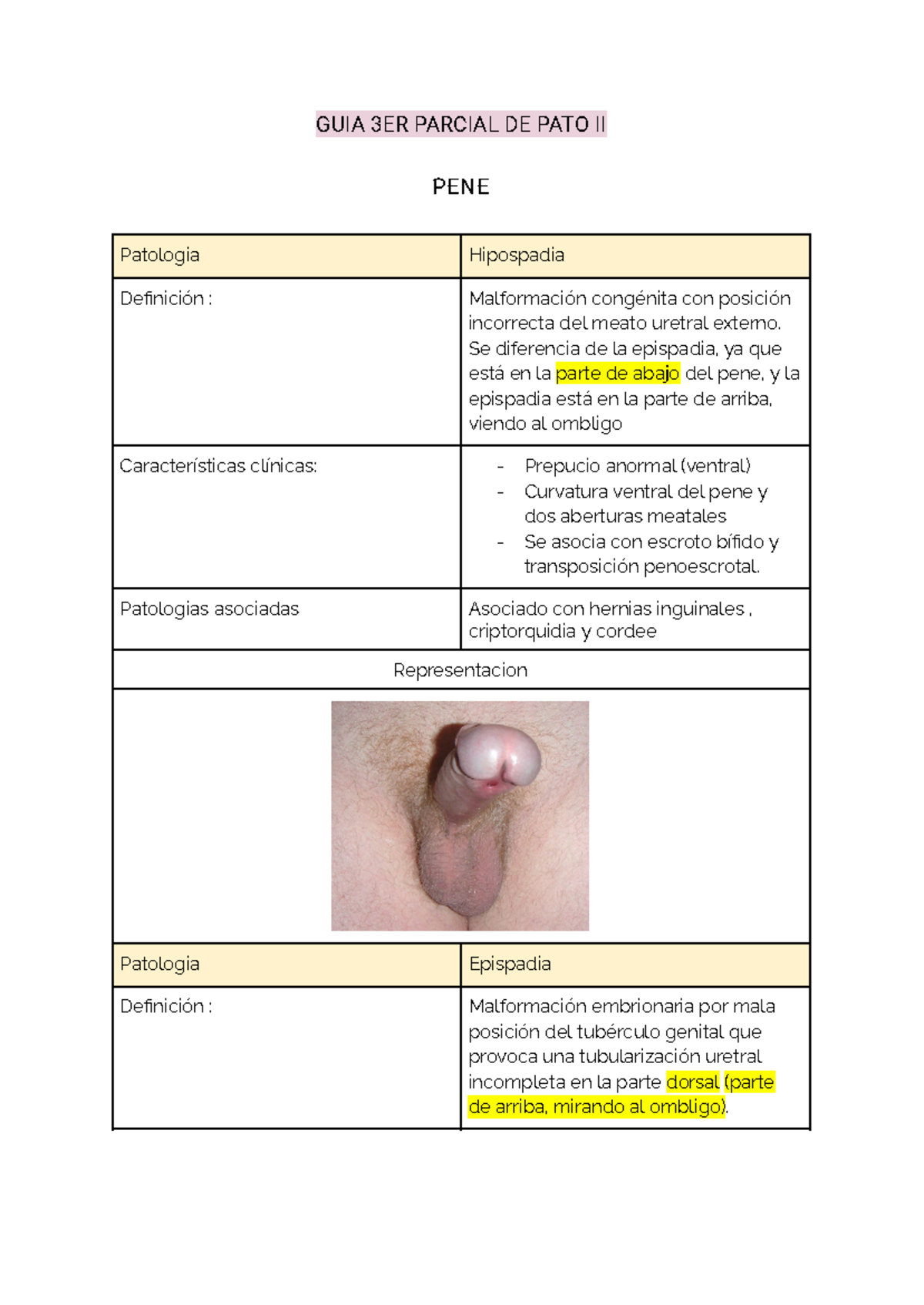 GUIA 3ER Parcial DE PATO II - GUIA 3ER PARCIAL DE PATO II PENE Patologia  Hipospadia Definición : - Studocu