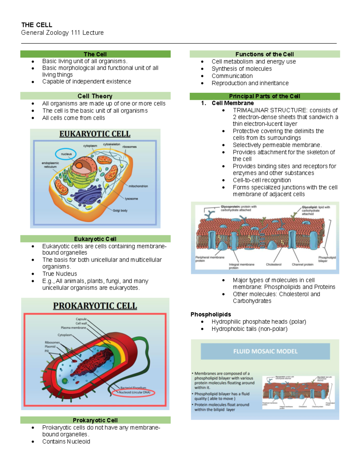 The Cell Lecture Notes - THE CELL General Zoology 111 Lecture - Studocu