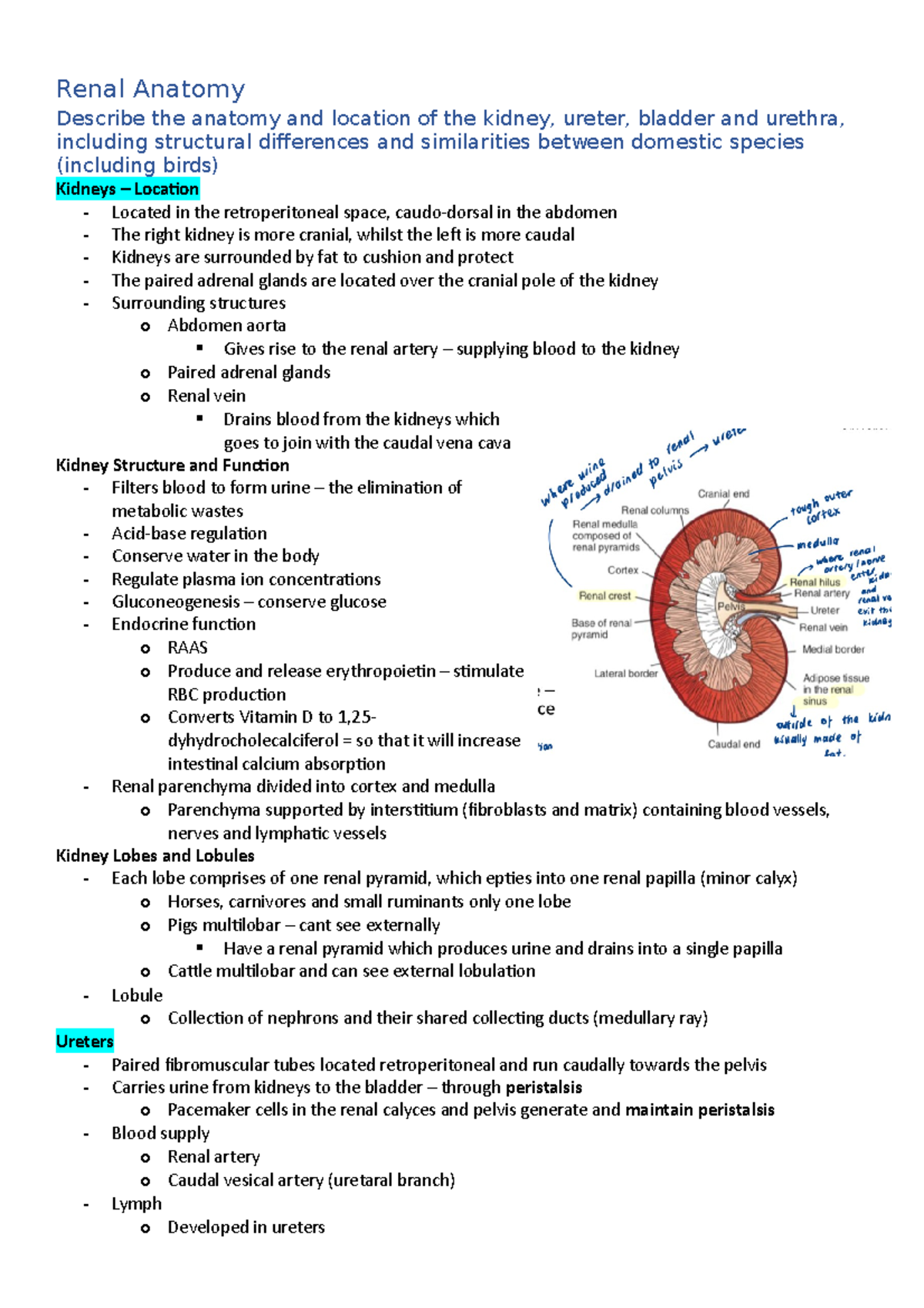 Renal learning objectives - Renal Anatomy Describe the anatomy and ...