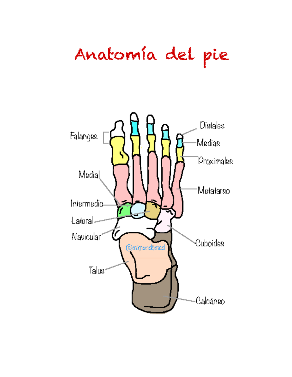 Anatomía del pie - Anatomia 1 - Anatomía del pie Falanges Distales ...