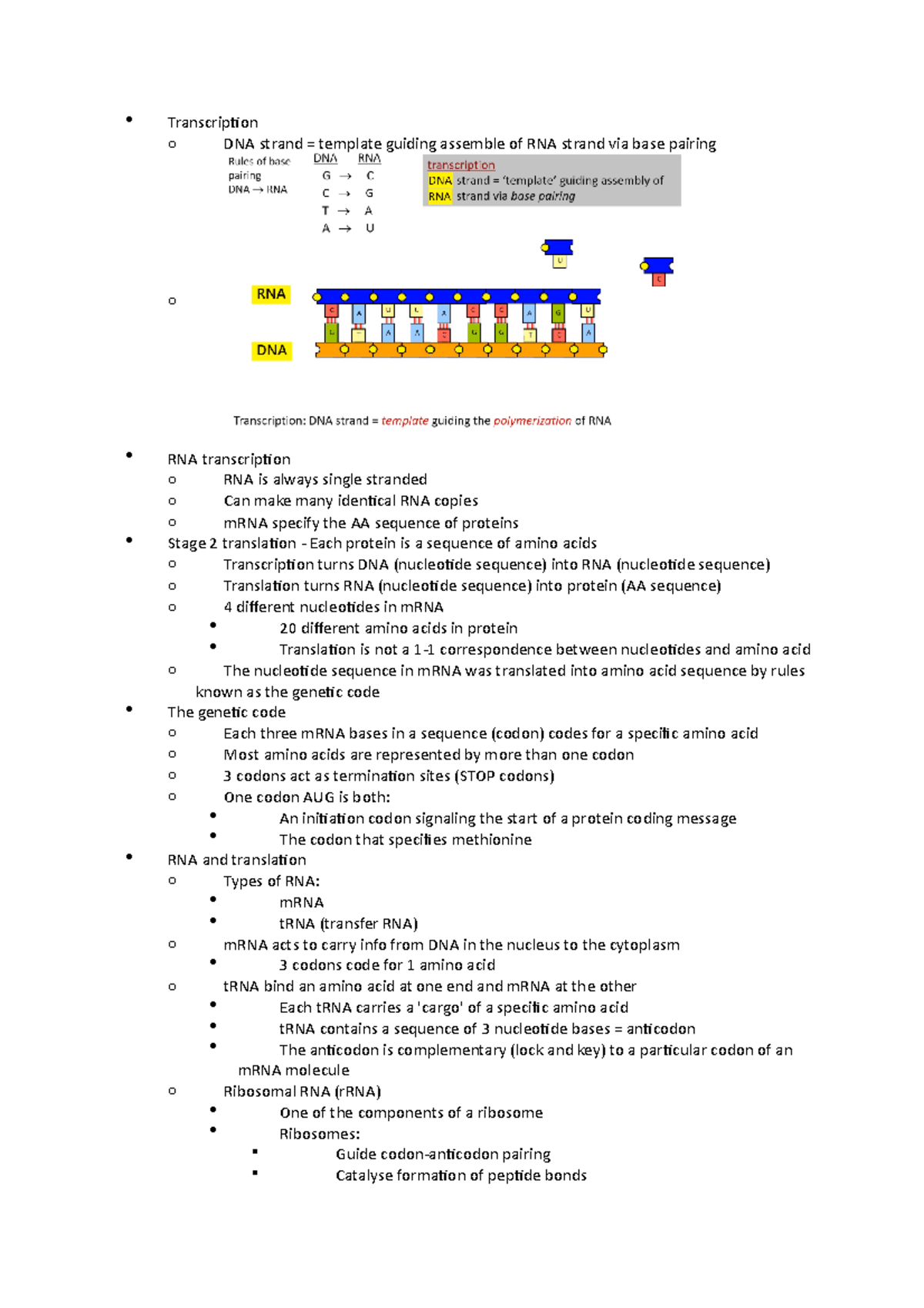 Control Of Protein Synthesis - Transcription o DNA strand = template ...
