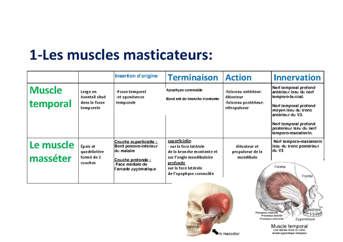 Myologie de la tête Résumé en 3 pages des muscles de la tête et du